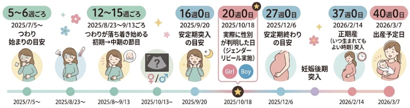 妊娠週数ごとのイベントをまとめたカレンダー。20週0日に実際に性別が判明しジェンダーリビールを実施した